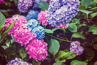 My favorite flower