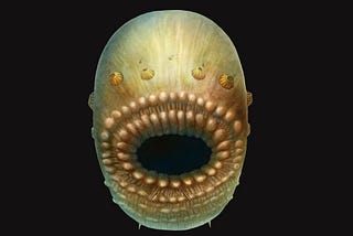 Stare into the face of the oldest human ancestor