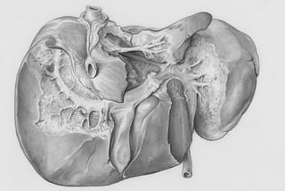 Title: Liver Creator: Mol, L Date: 1955-05-20 Providing institution: Universitaire Bibliotheken Leiden Aggregator: Dutch Collections for Europe Providing Country: Netherlands Public Domain Liver by Mol, L - Leiden University Libraries, Netherlands - Public Domain. https://www.europeana.eu/item/744/item_3463121