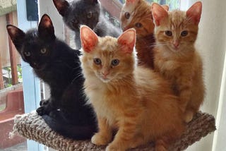 The Good, The Bad, and The Ugly About Fostering Cats