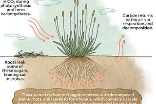 Researching Carbon in Agriculture :: Sequestration & Marketplaces