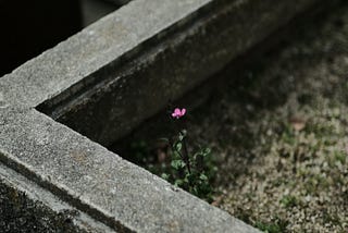 Dear Little Mortuary