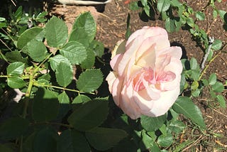 Wordless Wednesday/ Flower of the Day: Rose