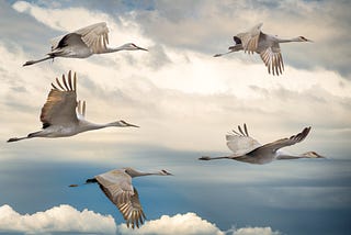 Flock of birds in flight