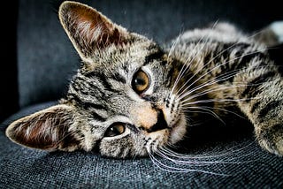 Thoughts of Love, Life and Death With My Cat on My Lap