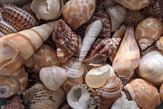 An Extended Seashells Tongue Twister
