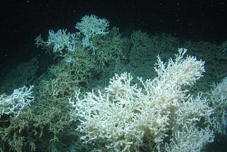 Effects of Ocean Acidification on Deep-Sea Corals