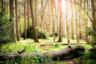 a green forest glade