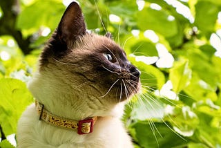 Cats & the Climate Crisis: How Eco-Conscious Cat Owners Can Make a Difference