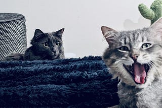 My Cat Is a Carnivore, but He Is Allergic to Meat!