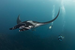 Soccoro Dive Trip January 2024: Manta Dreams