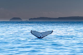 The tail of a migrating whale sticks out above the ocean water.