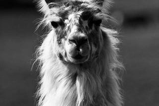 Harnessing the Power of Llama 2 Using Google Colab