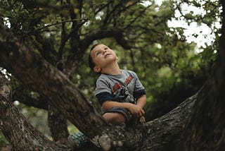 A little boy sitting in the ranches of a large tree, his gaze upward.