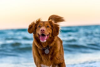 Happy dog