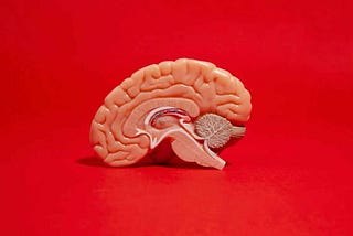 How the Brain Decides When to Eat or Drink: Amygdala Neurons Hold the Key — HERBALLIS