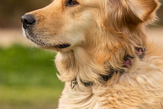 Golden Retriever Breed Guide- History, Care &Grooming, Exercise &Training