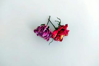 A photo of two dried flowers