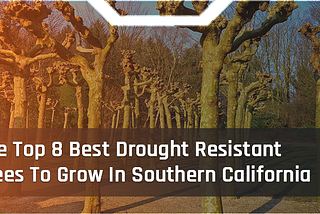 The Top 8 Best Drought Resistant Trees To Grow In Southern California