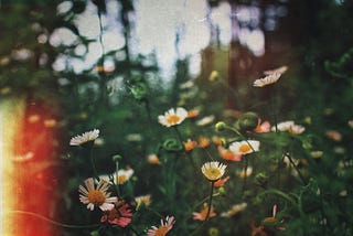 Flowers in the dimly lit forest