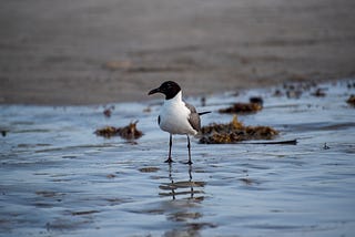 Laughing Gull Lessons — A Meditation on Boundaries and Violence