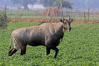 Nilgai: An Asian Antelope