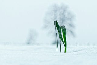 Life Portfolios: A Quiet Archive of Becoming