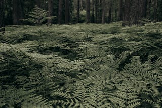 The Dreams of Ferns