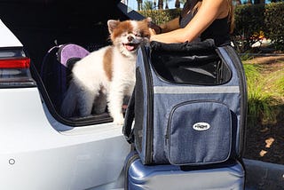 Top 5 Reasons Why Dogs, Cats and Other Pets Need Pet Carriers