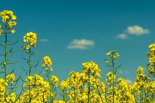 Photo of mustard flowers with a background of blue sky.
