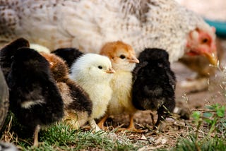 How to Raise Backyard Chickens from Chicks