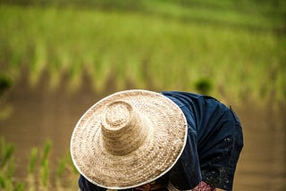 Rice farmer in Bali