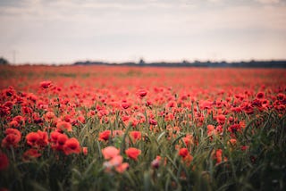 Grief is a poppy field