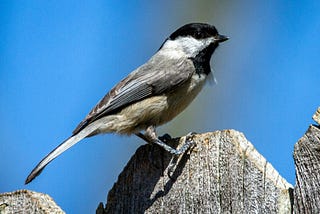 Carolinas, Black-Caps, and Hybrids, OH MY: Telling the Difference Between Carolina Chickadees…