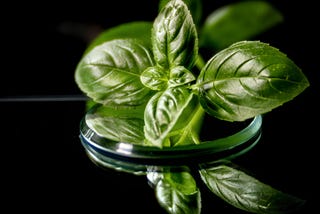 How to Grow Basil