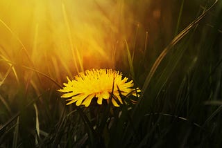 Healthy & Natural Recipes Using Dandelions