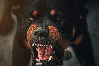 A scary-looking bulldog