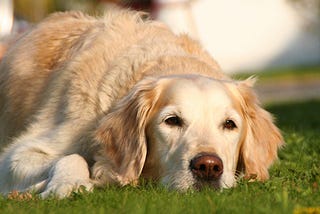 Dog Psoriasis: Causes, Symptoms, and Treatment