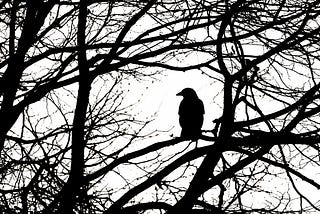 Silhouette of a raven in a tree