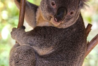 The Weird and Wonderful World of Animals!