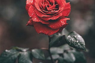 A red rose with dew droplets