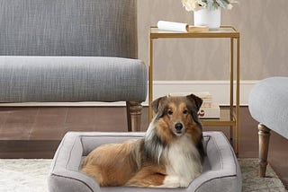 bella-pet-couch-grey-martha-stewart-1