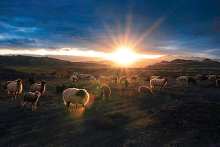 Starry Pastures