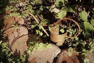 Gathering Ground Ivy