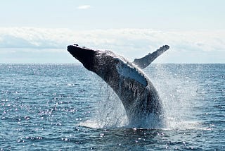 A Whale of a Time in Quepos, Costa Rica!