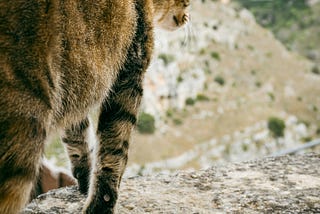 More-than-human relationality: Walking together