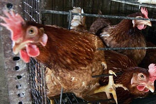 How biggest animal welfare reform in history will free 300 million from cages