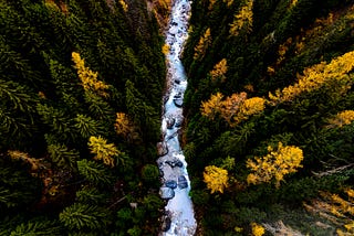A stream of data and some decision trees