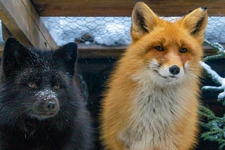 A Pox on the Phony King of “Freeland"