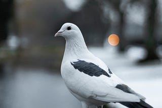 a wonderful pigeon